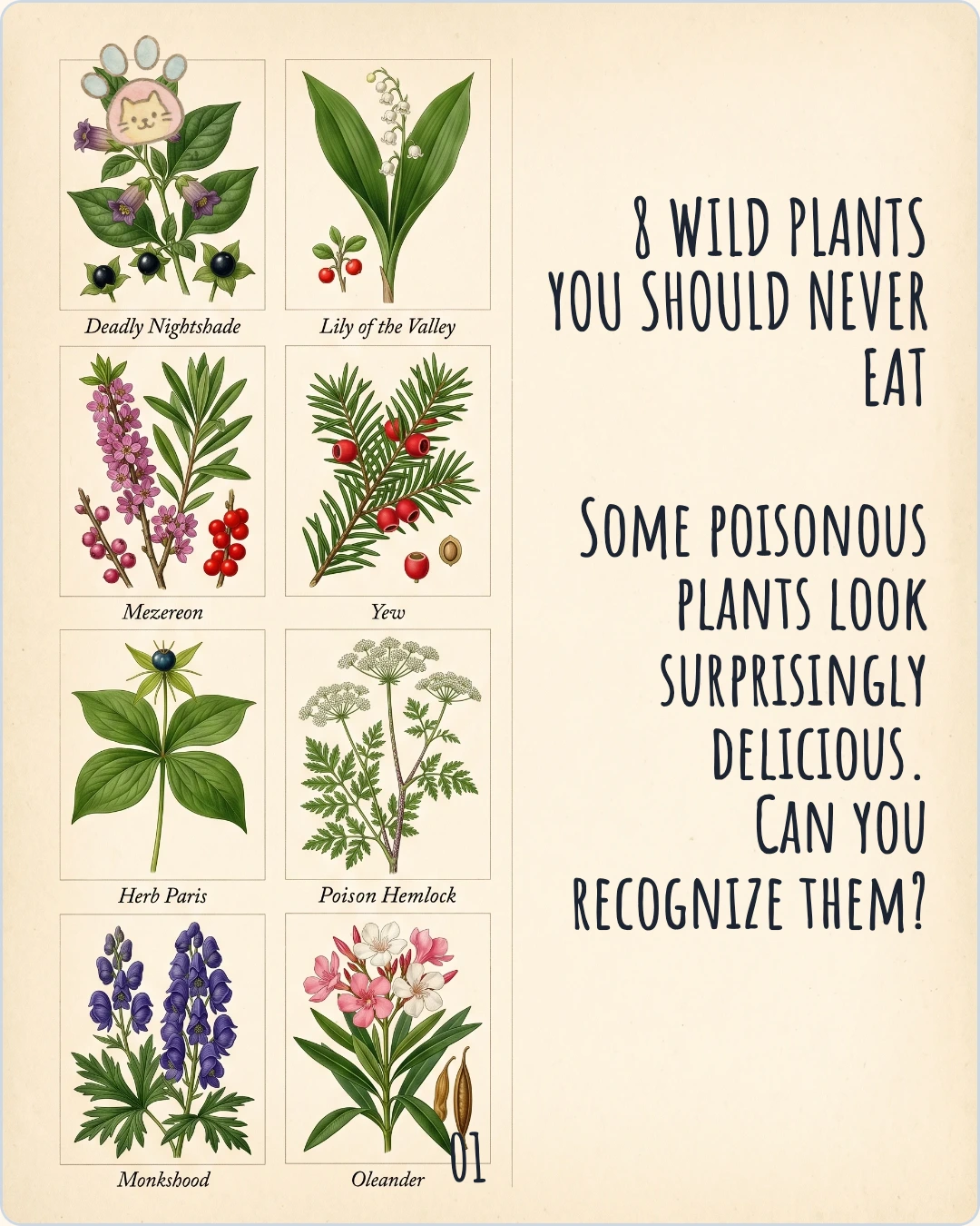 Don't Eat This: 8 Dangerous Wild Plants: Page 1 of 10