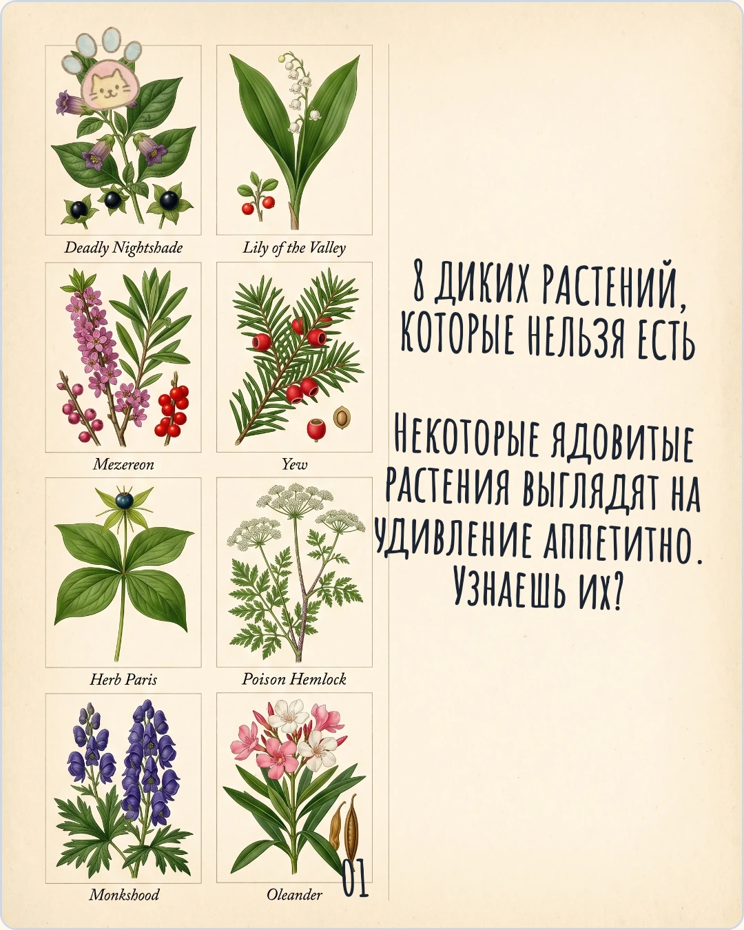 Не ешь это: 8 опасных растений: Страница 1 из 10